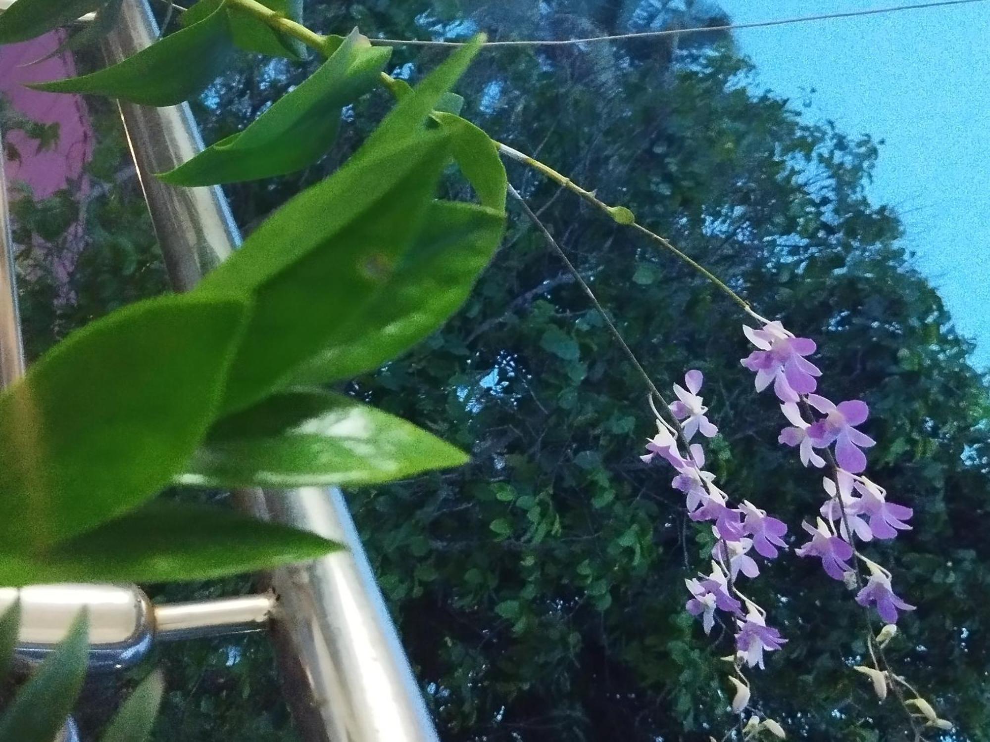 Marari Sibiya Beach Villa Mararikulam Eksteriør bilde